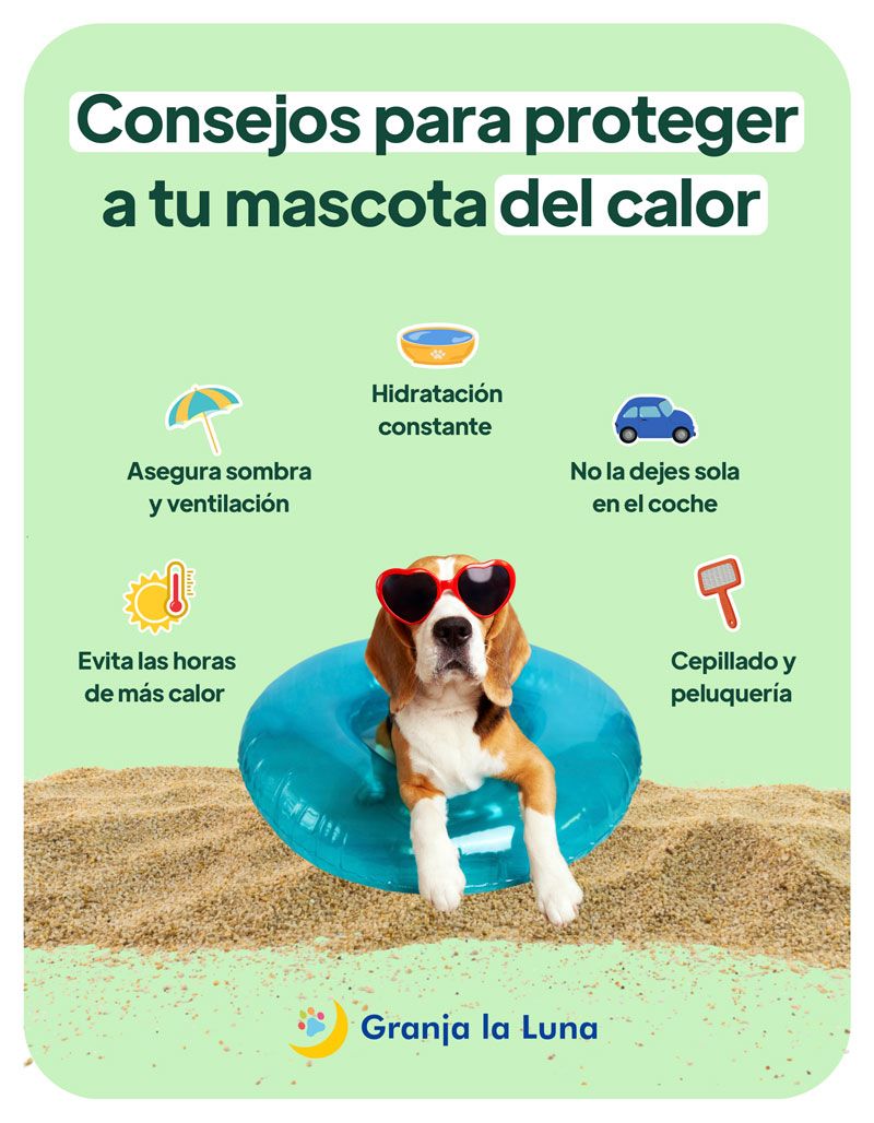 calor perros gatos