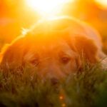 Horas paseo perro verano