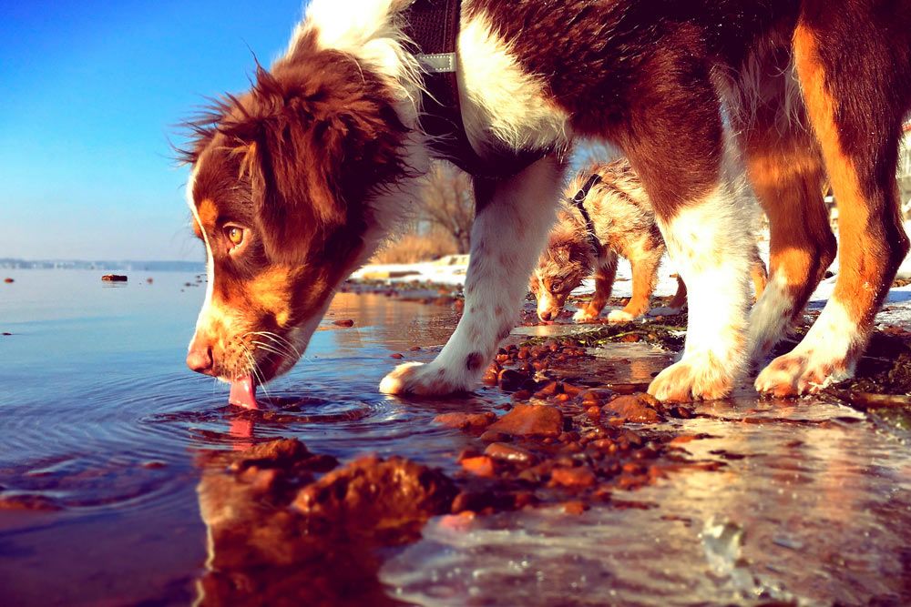 paseo perro verano horas