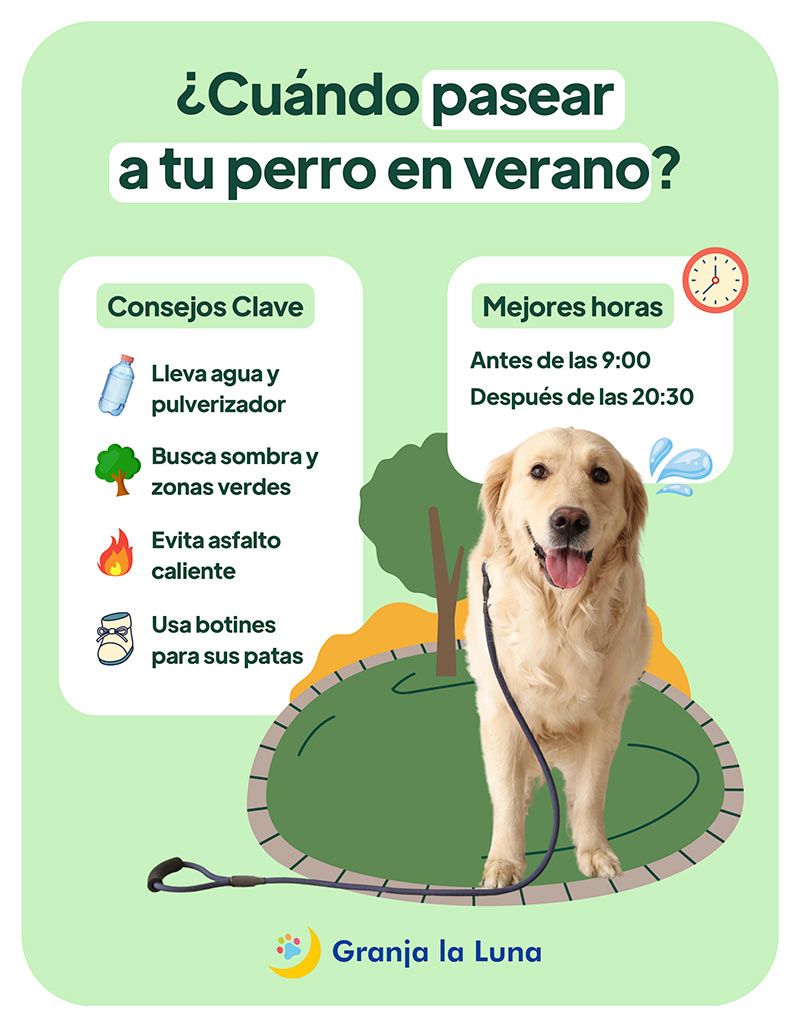 Horas paseo perro verano