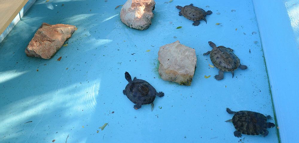 cuidados tortugas verano