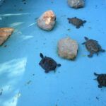 cuidados tortugas verano