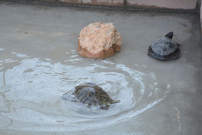 cuidados tortugas verano