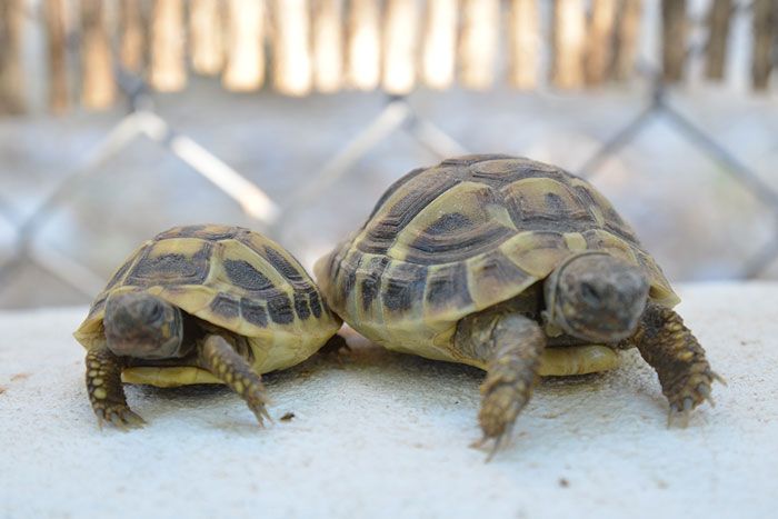 cuidados tortugas verano