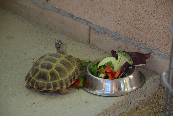 cuidados tortugas verano
