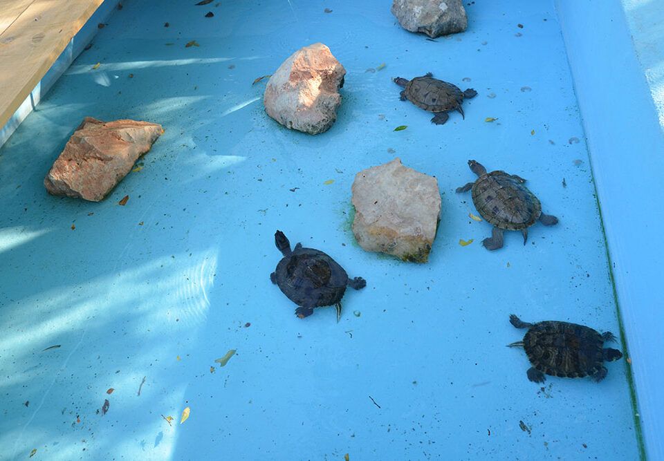 cuidados tortugas verano