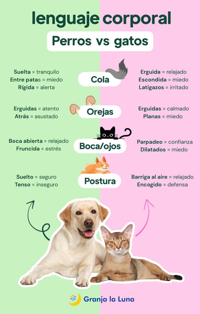 lenguaje corporal perros y gatos