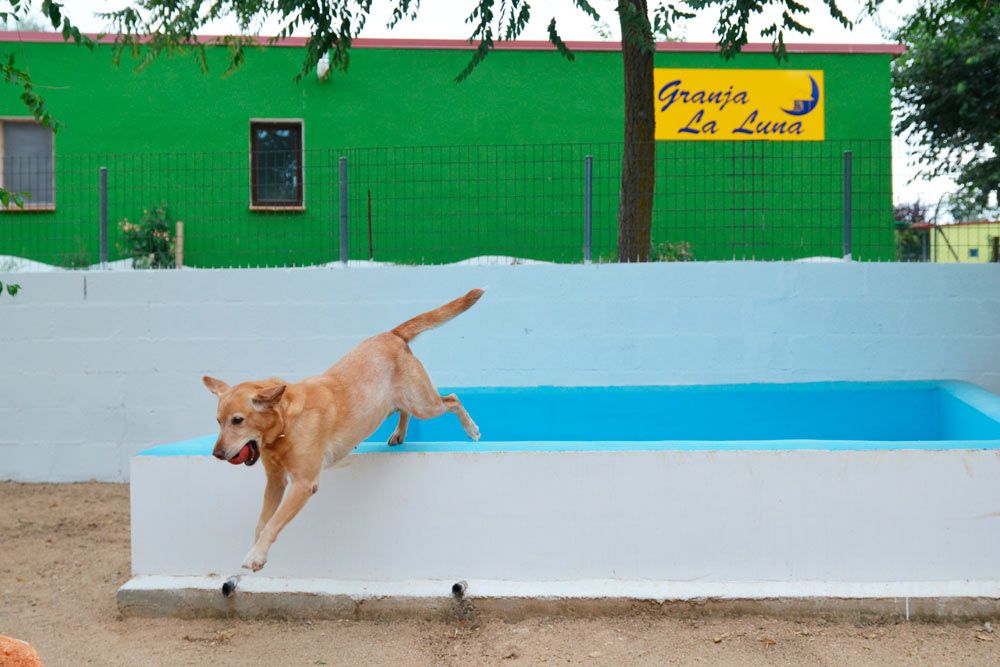 Los parásitos del verano en perros