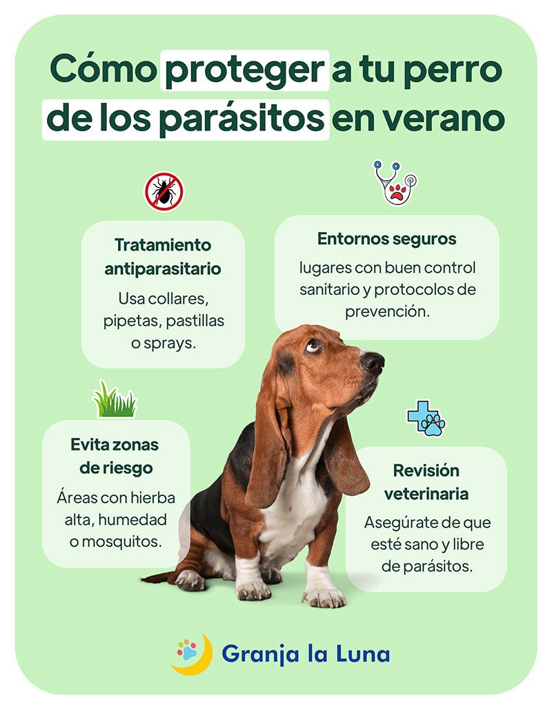 Los parásitos del verano en perros