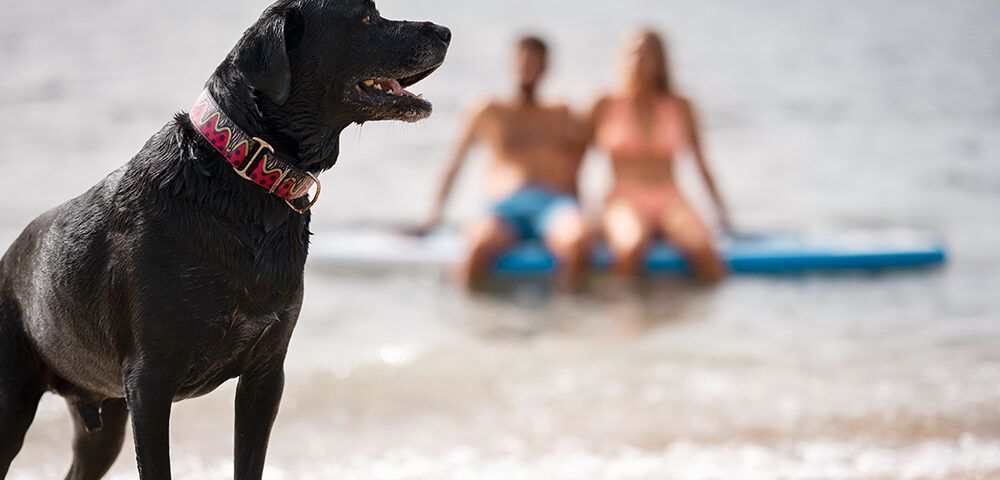 vacaciones perros y gatos