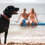 vacaciones perros y gatos