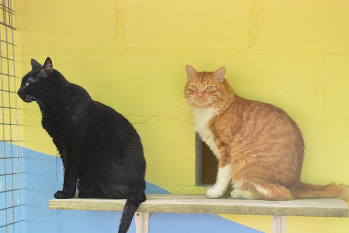 vacaciones perros y gatos