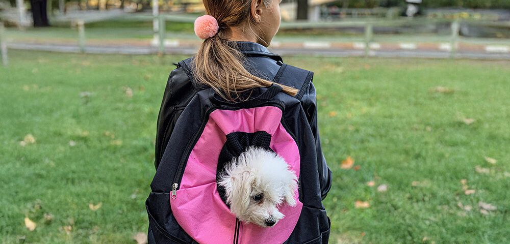 Vuelta cole perro gato