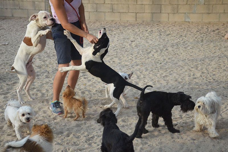 vuelta al cole perros y gatos