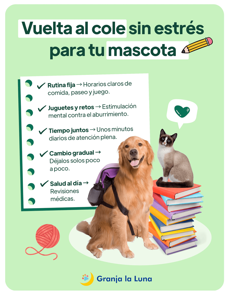 vuelta-cole-perro-gato