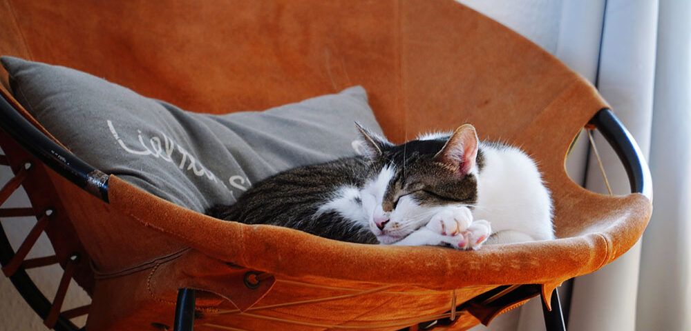 ¿Por qué duerme tanto mi gato?