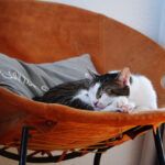 ¿Por qué duerme tanto mi gato?