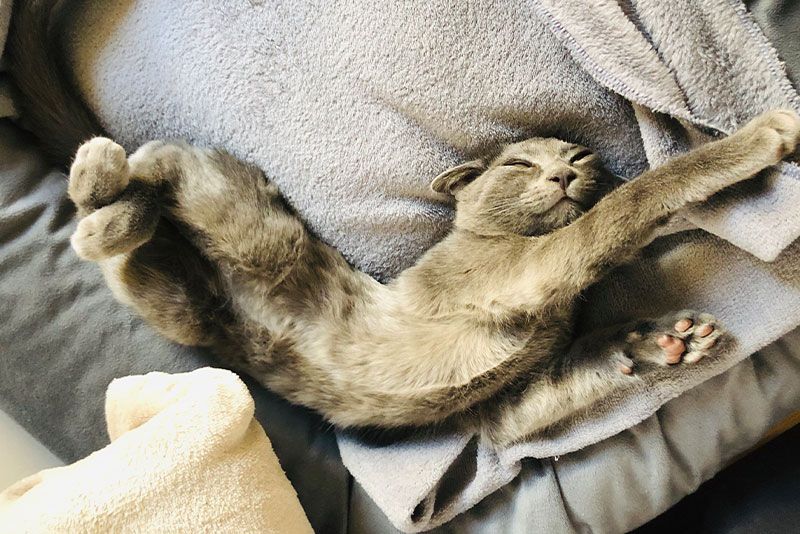 ¿Por qué duerme tanto mi gato?