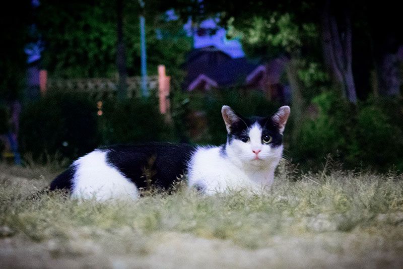 ¿Por qué duerme tanto mi gato?