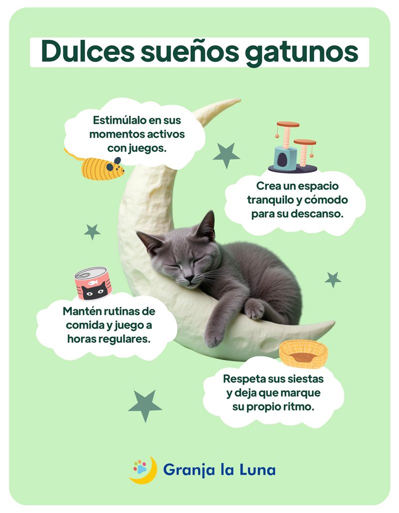 ¿Por qué duerme tanto mi gato?