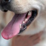 perro mal aliento