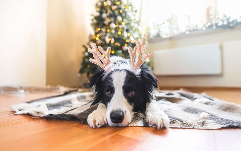cuidar perros y gatos en Navidad