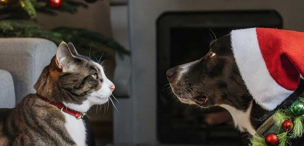 cuidar perros y gatos en Navidad