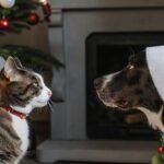 cuidar perros y gatos en Navidad