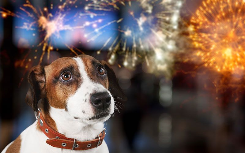 cuidar perros y gatos en Navidad