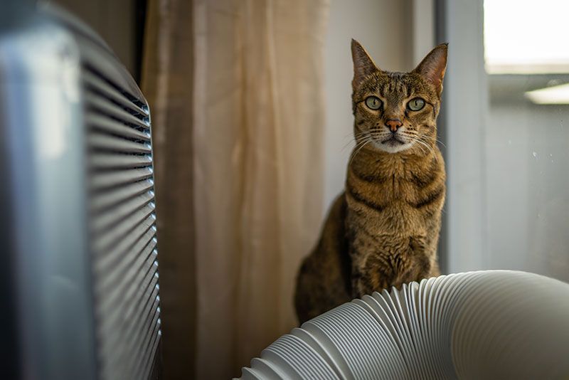 frío-perros-y-gatos