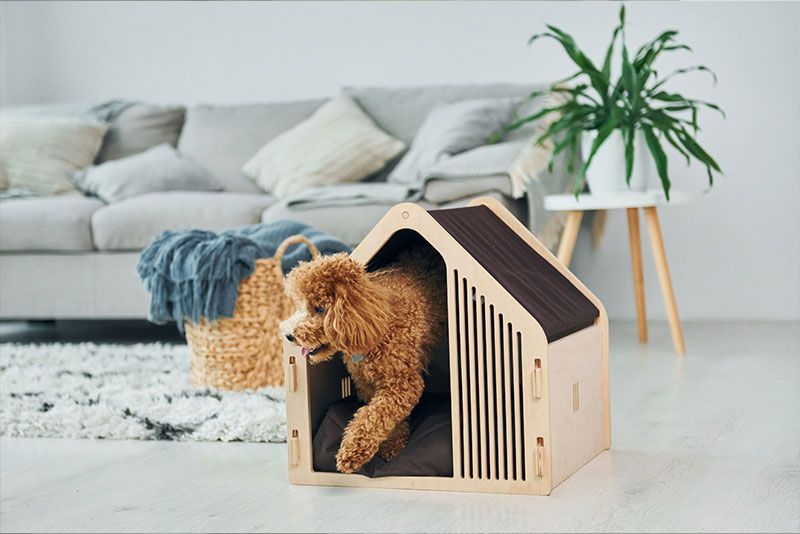frío-perros-y-gatos