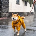 frío-perros-y-gatos