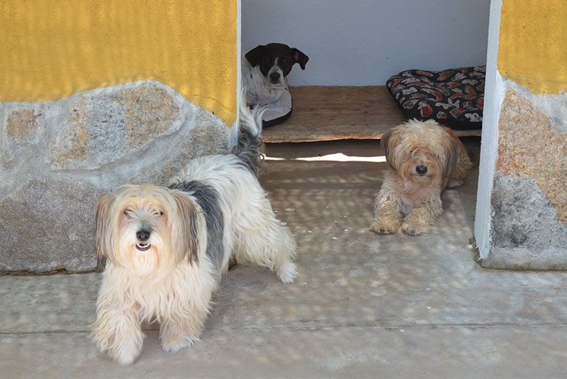 residencia mascota