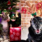 residencia mascotas navidad