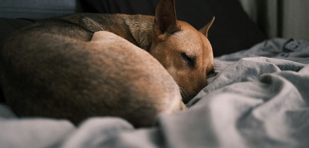 sueños perros