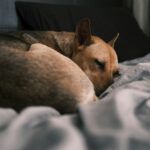 sueños perros