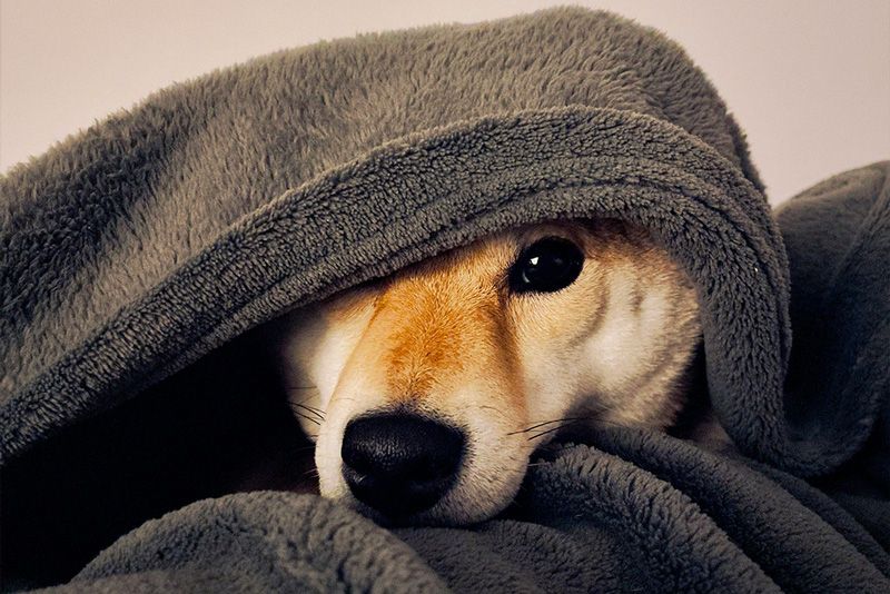 los perros sueñan