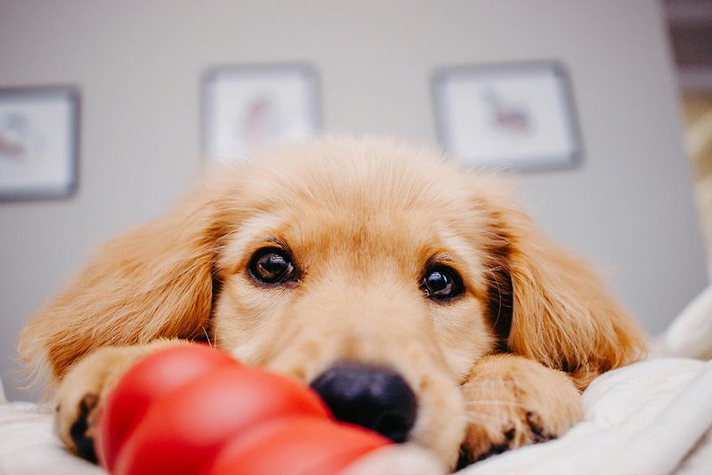 sueños perros