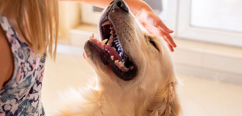 bienestar animal