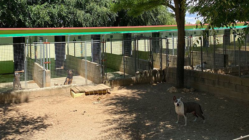perros gatos cuidado