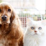 perros gatos cuidado