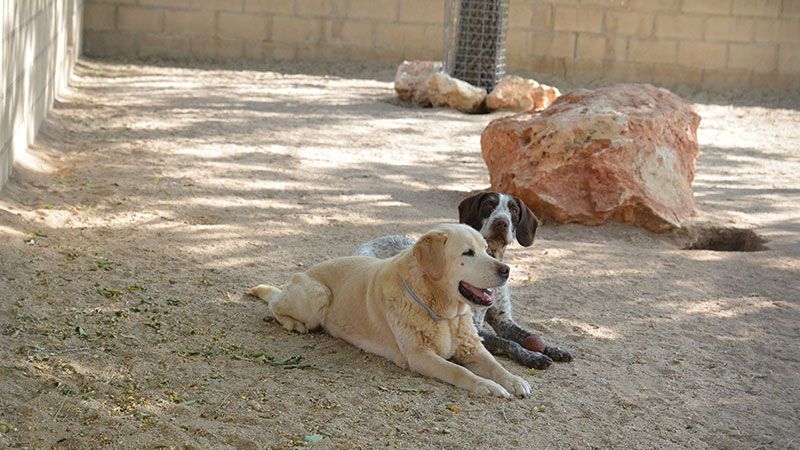 perros gatos cuidado