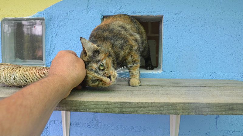 perros gatos cuidado