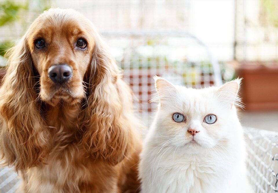 perros gatos cuidado