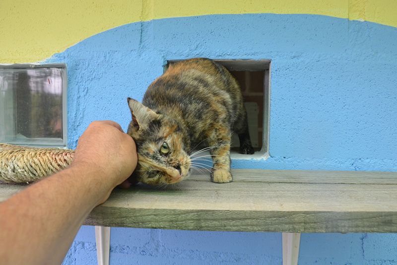 mitos gatos