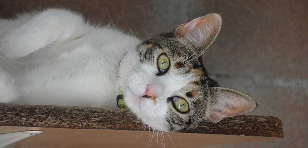 mitos gatos