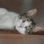 mitos gatos