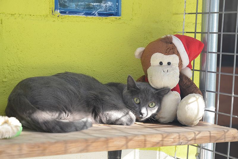 mitos gatos