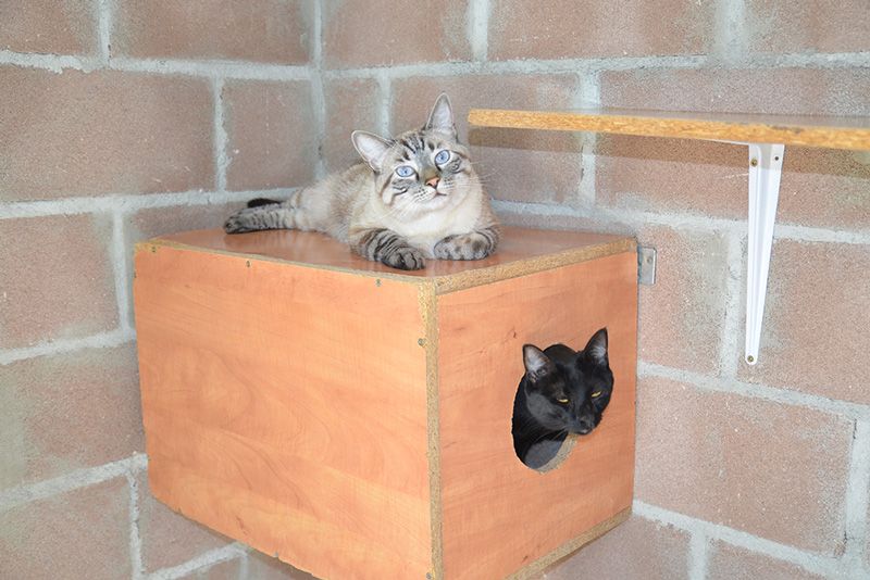 mitos gatos