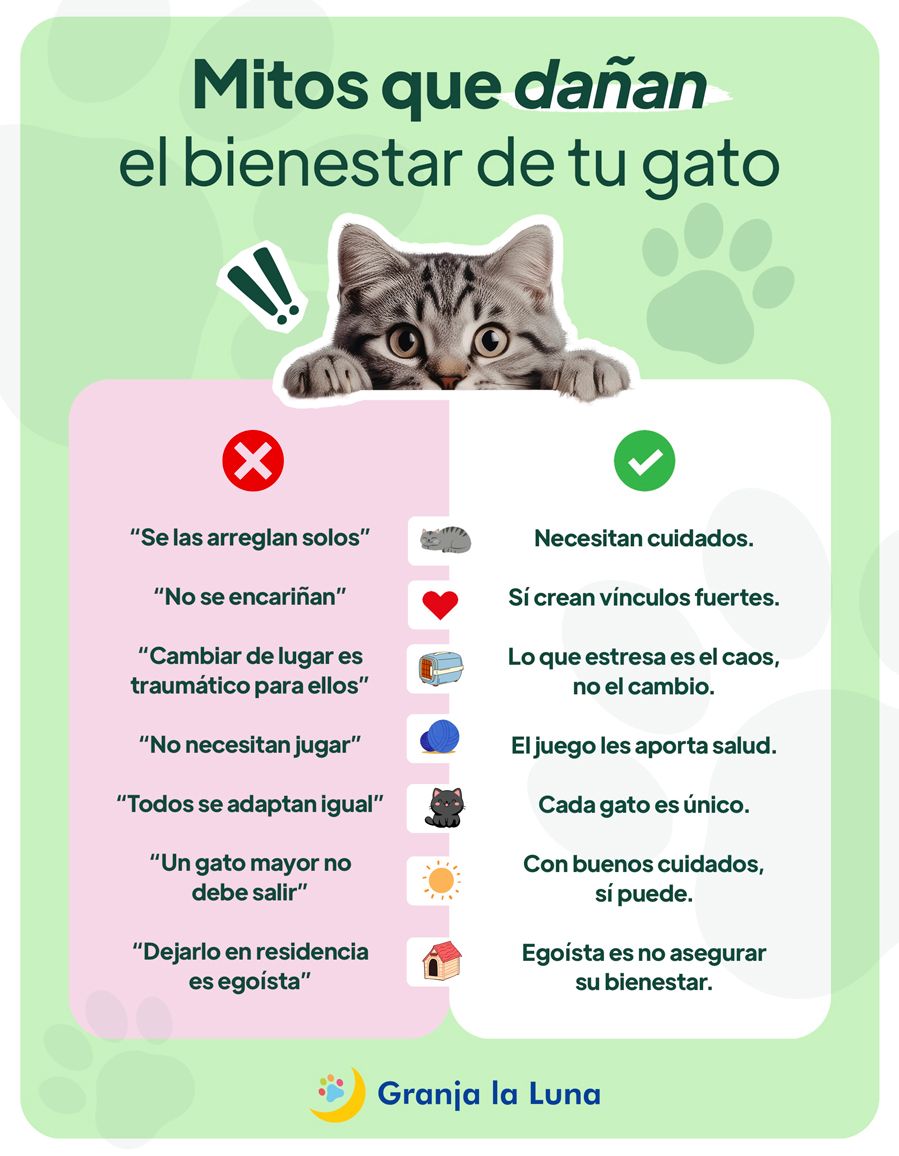 mitos gatos